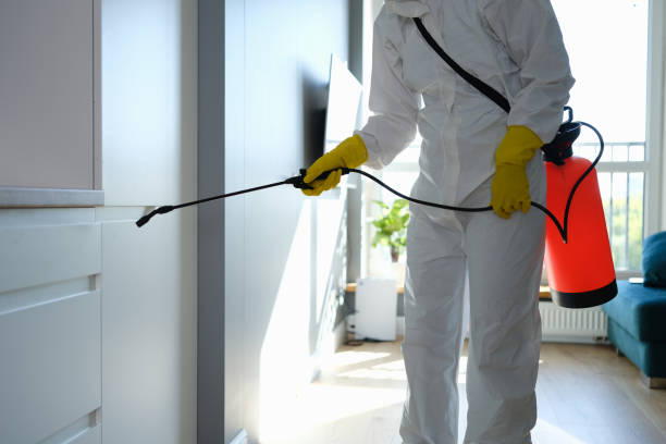 Best Attic Mold Removal  in El Verano, CA