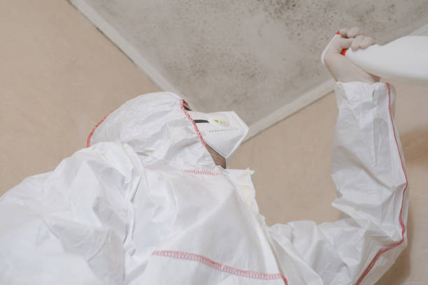 Best Commercial Mold Removal  in El Verano, CA