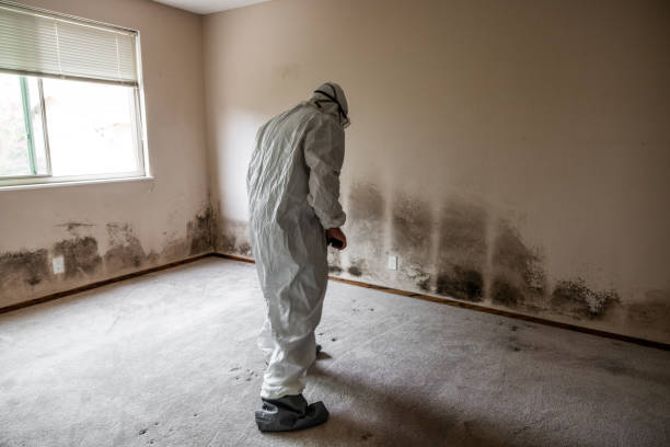 Best Black Mold Removal  in El Verano, CA
