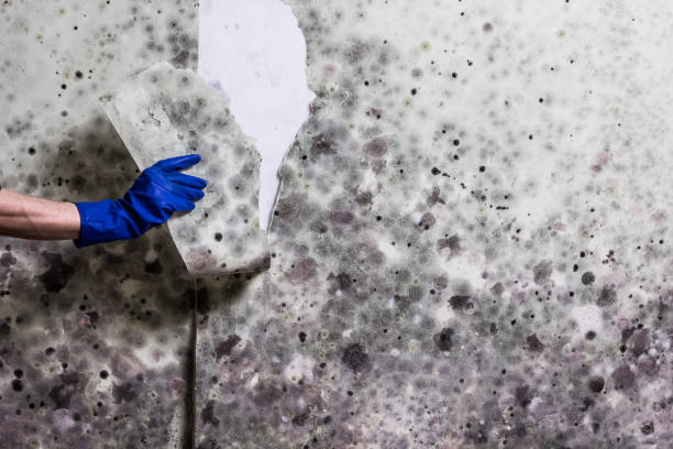 Best Office Mold Removal Services  in El Verano, CA