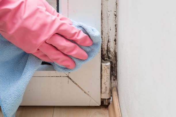 Mold Removal and Inspection in El Verano, CA