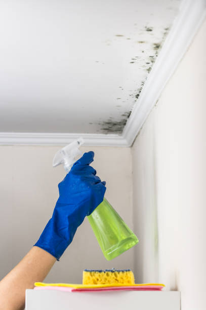 Professional Mold Removal in El Verano, CA