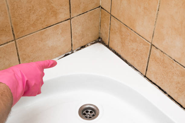 Best Emergency Mold Removal  in El Verano, CA